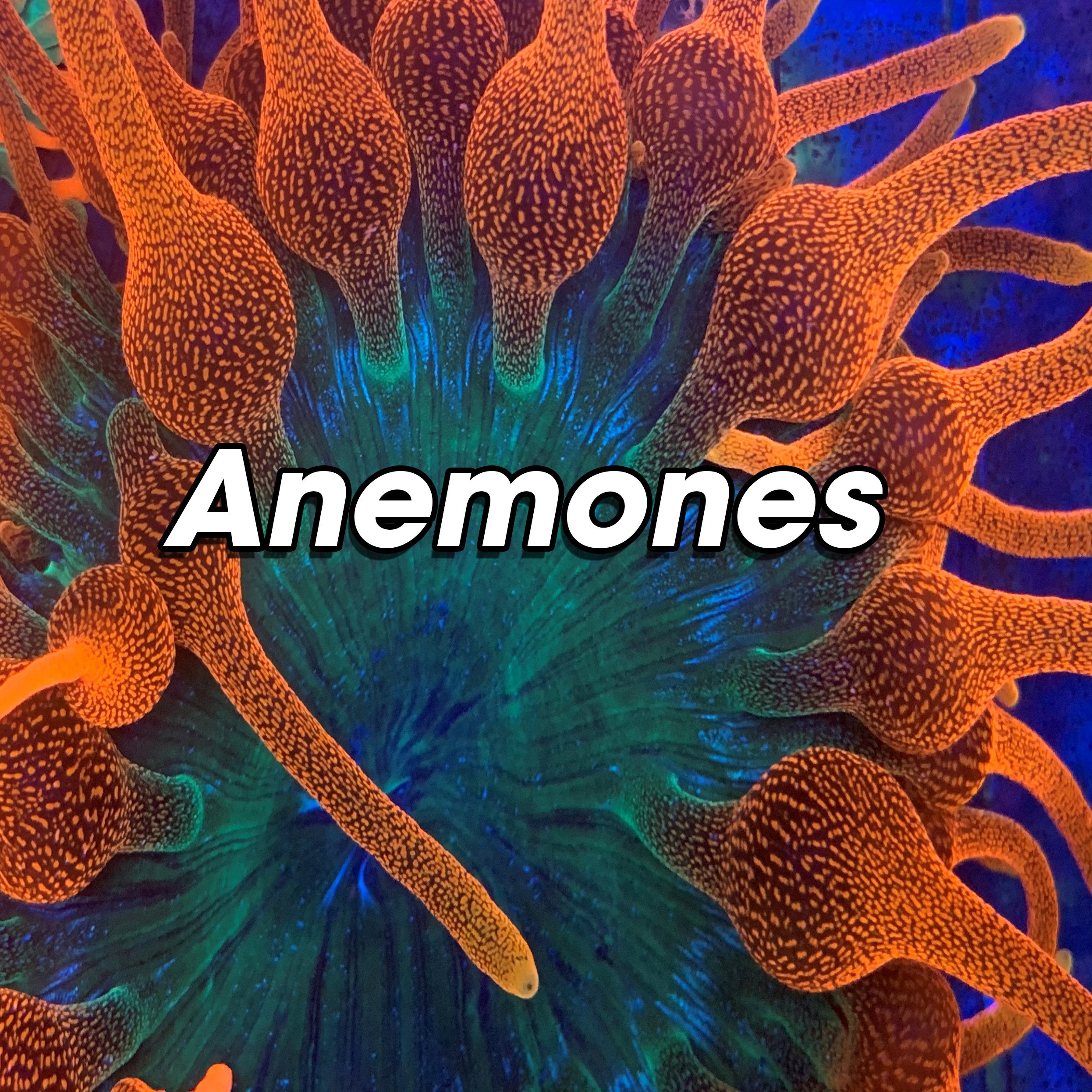 Anemones