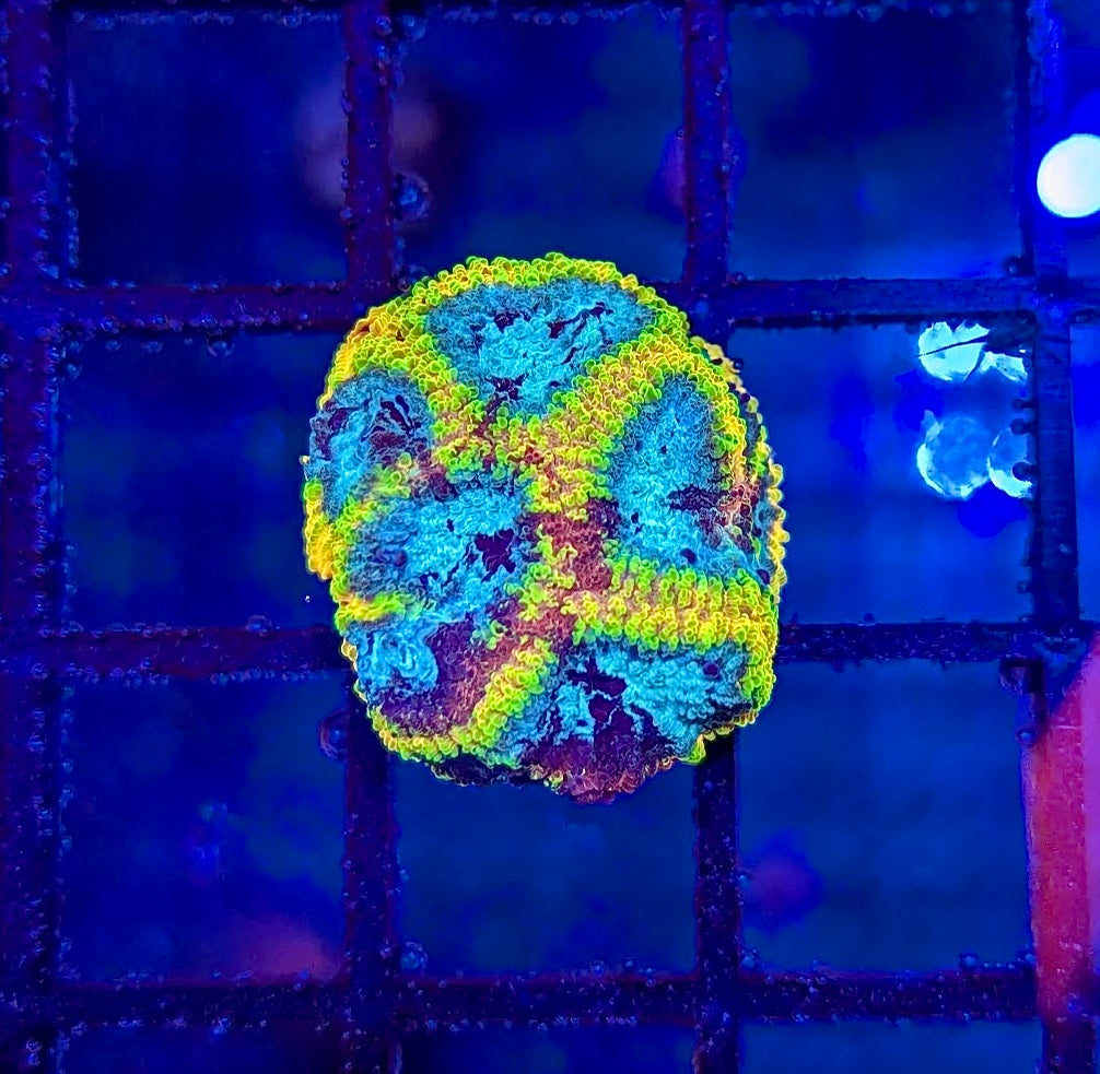 Yellow Submarine Favia – PV Reefs, image size:1006x983