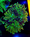 Grafted Gold Torch