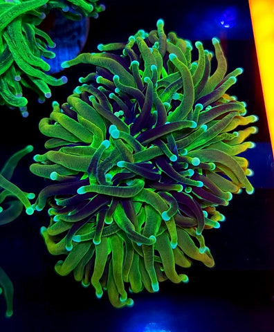 Grafted Gold Torch