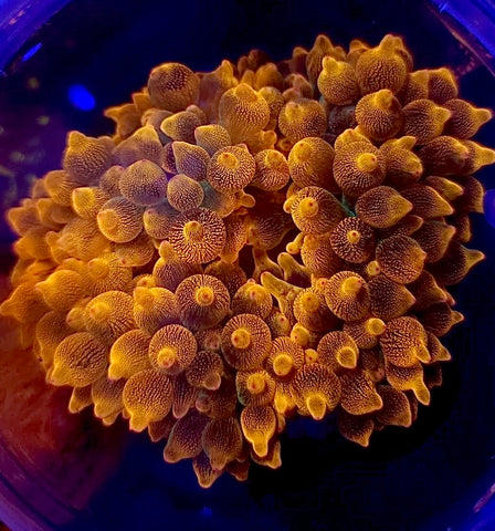 Miami sunburst Anemone