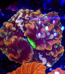 Rainbow Indophyllia