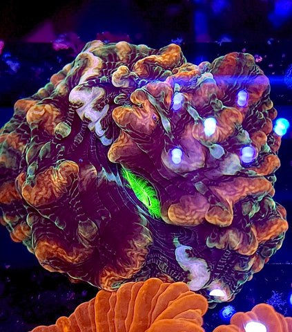 Rainbow Indophyllia