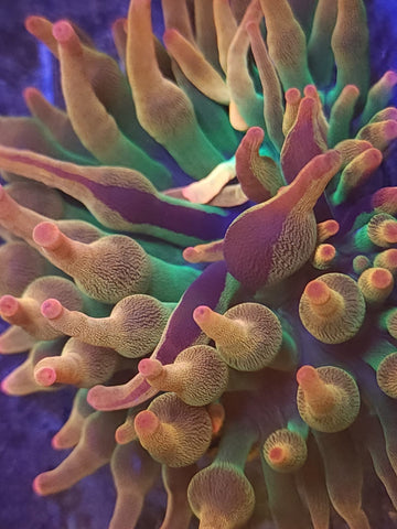 Transformer Anemone