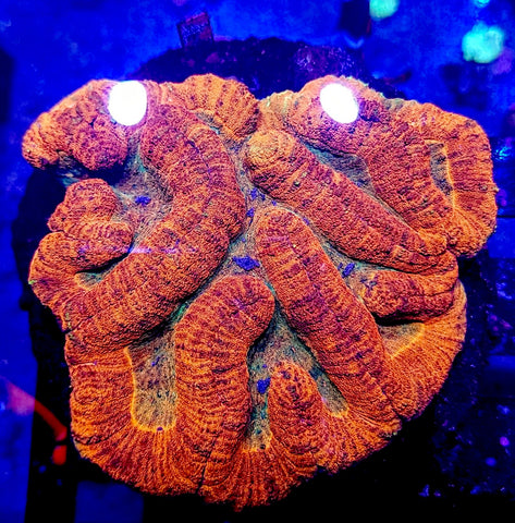 Sunset Symphyllia