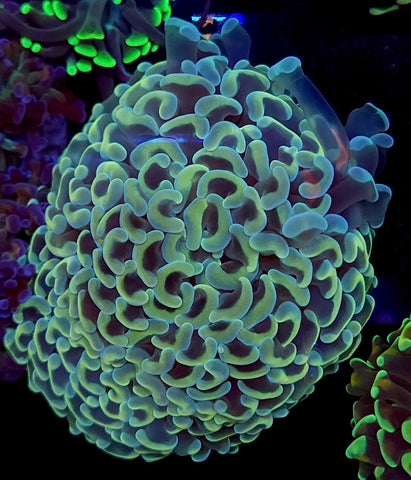 Pastel Rainbow Hammer