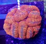 Ultra Symphyllia