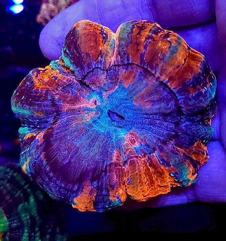 Ultra Acantho