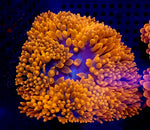 Jack-o’-lantern Bubble Tip Anemone