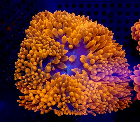 Jack-o’-lantern Bubble Tip Anemone