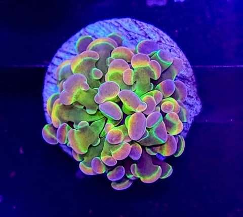 PV Aurora Hammer