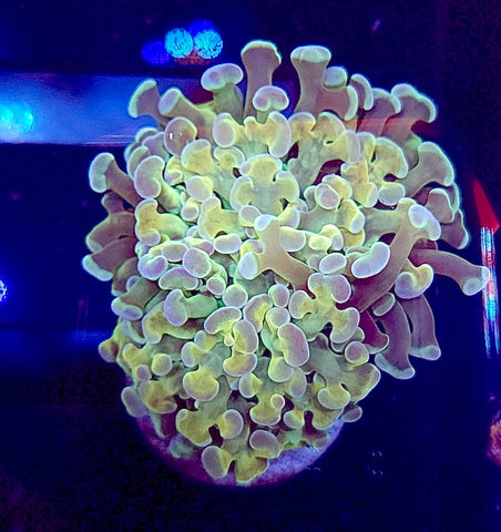 Pastel Hologram Hammer