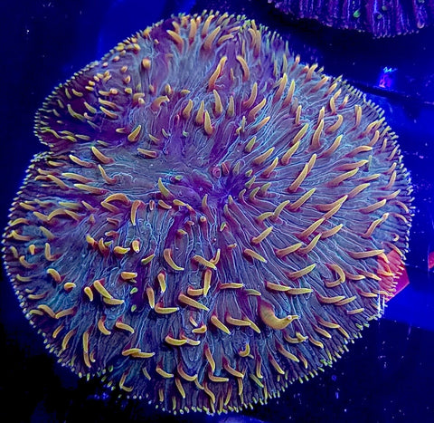 Diaseris Plate