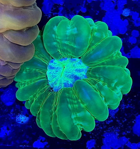 Yellow Cynarina