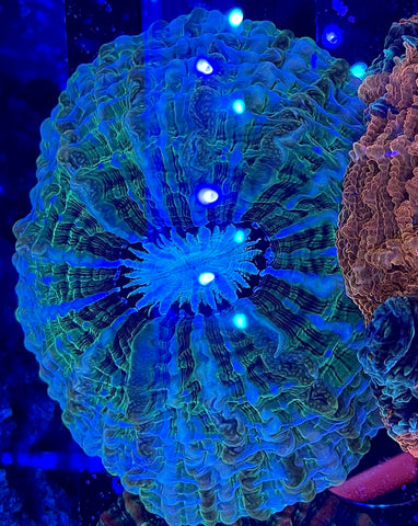 Pastel Indophyllia