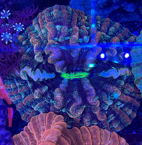 Rainbow Indophyllia