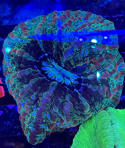 Rainbow Indophyllia