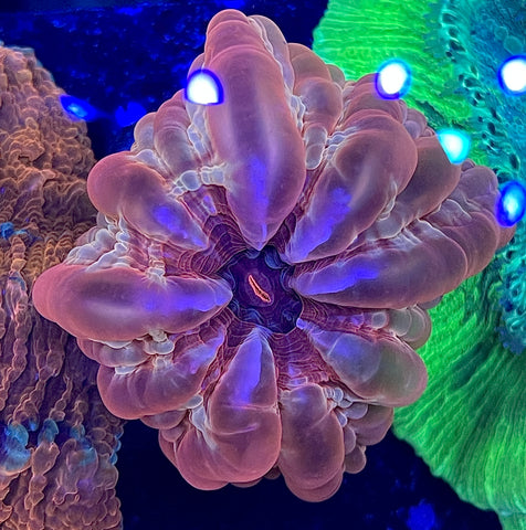 Ultra Cynarina
