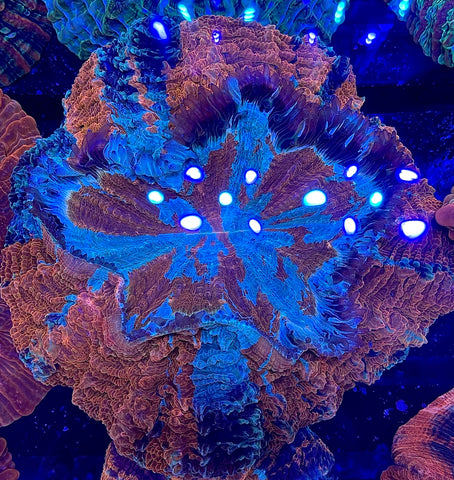 Ultra Acantho