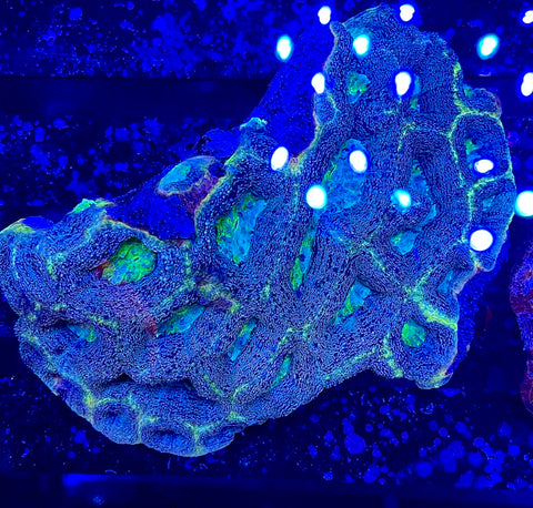 Glitter Bowerbanki Colony