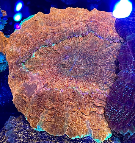 Orange peel Acantho