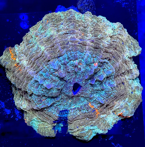 Yellow pinstripe acantho