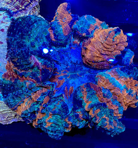 Rainbow Acantho