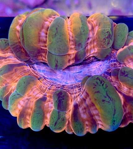 Showstopper Cynarina