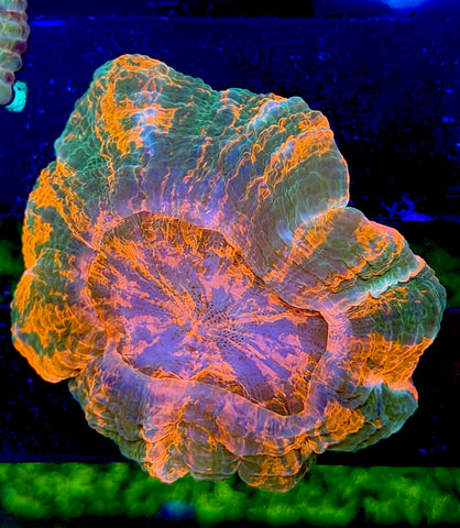 Baby Premium Acantho