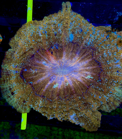 Unique Glitter Acantho