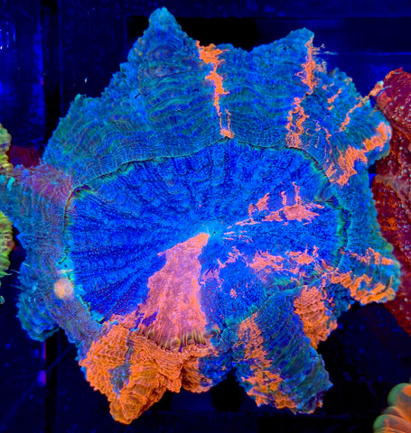 Premium Glitter Acantho