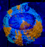 Baby Rainbow Acantho