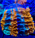 Baby Rainbow Acantho