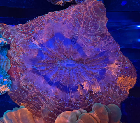 Pink Glitter Acantho