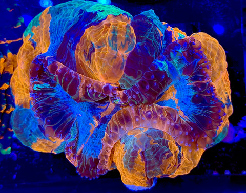 Unique Rainbow Acantho