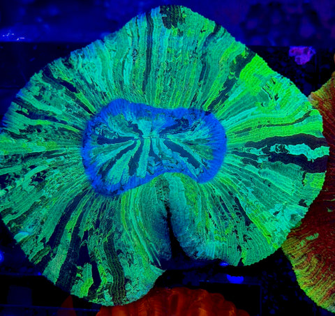 Yellow Streak Wellso