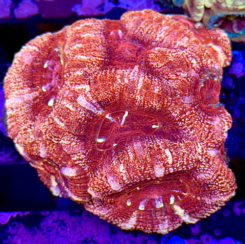 Glitter Asian Acans