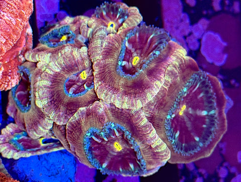 Ultra Asian Acans