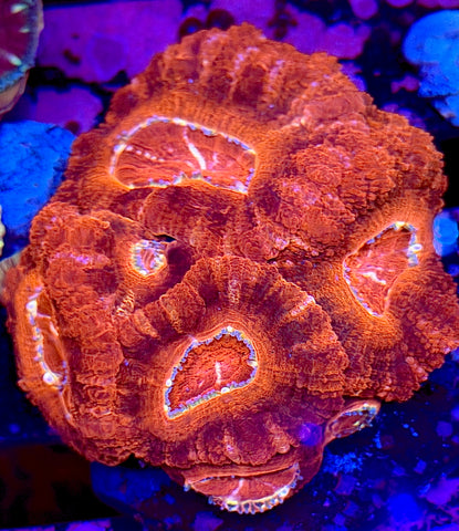 Ultra Asian Acans