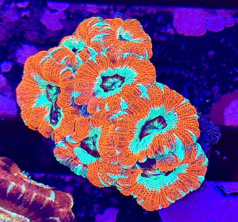 Ultra Asian Acans