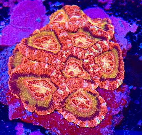 Ultra Asian Acan