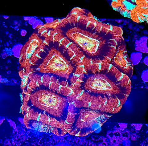 Ultra Asian Acan