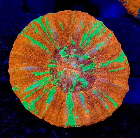 Reverse Bleeding Apple Scoly