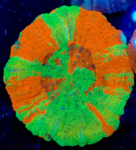 Ultra Bleeding Apple Scoly