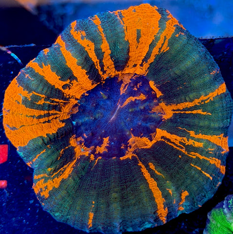 Unique Bleeding Apple Scoly