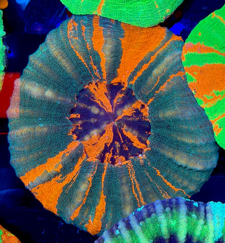 Unique Bleeding Apple Scoly