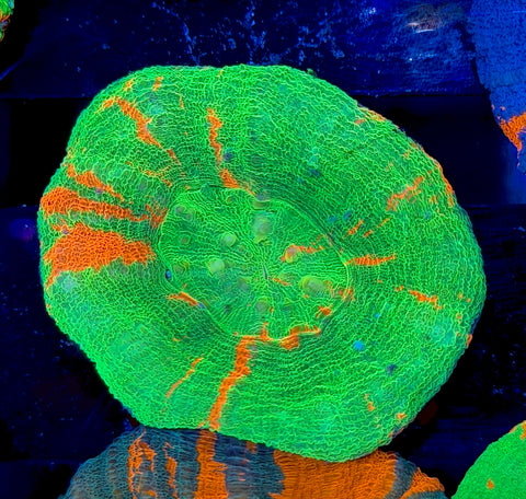 Bleeding Apple Scoly