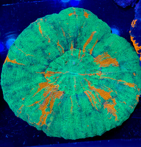 Bleeding Apple Scoly