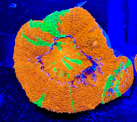 Bleeding Apple Bowerbanki