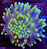 Psychedelic long tentacle plate